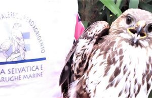 CALTANISSETTA, TORNA IN LIBERTÀ LA POIANA CADUTA A PIAN DEL LAGO poiana