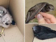 NIDIACEI IN DIFFICOLTÀ, I VOLONTARI DEL WWF SICILIA CENTRALE NE SALVANO ALCUNI nidiacei