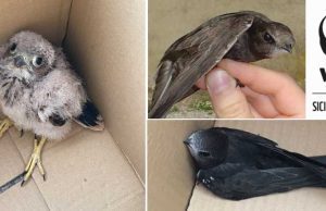 NIDIACEI IN DIFFICOLTÀ, I VOLONTARI DEL WWF SICILIA CENTRALE NE SALVANO ALCUNI nidiacei