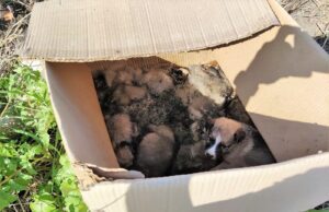 ORRORE A CALTANISSETTA, MUORE INTERA CUCCIOLATA ABBANDONATA: TAGLIA DI MILLE EURO caltanissetta