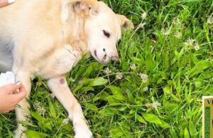 SAN CATALDO, CANI UCCISI CON ESCHE AVVELENATE. WWF: SONO GESTI CRIMINALI cani