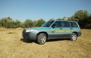 WWF SALVA DUE GABBIANI REALI FERITI NEL LITORALE DI GELA wwf