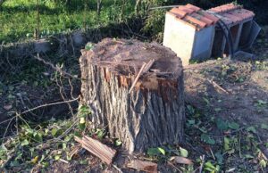 CALTANISSETTA, ALBERI ABBATTUTI IN VIALE CANDURA: LE PAROLE DEGLI AMBIENTALISTI alberi
