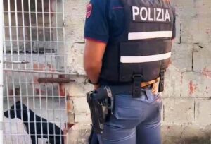 pitbull